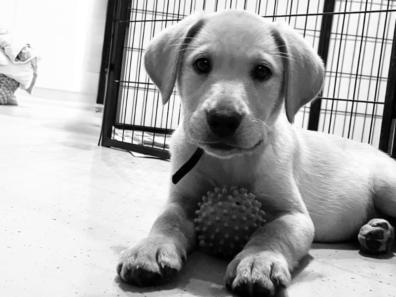 Puppy Power: Therapy Dog Zac’s Journey to Help Mental Health